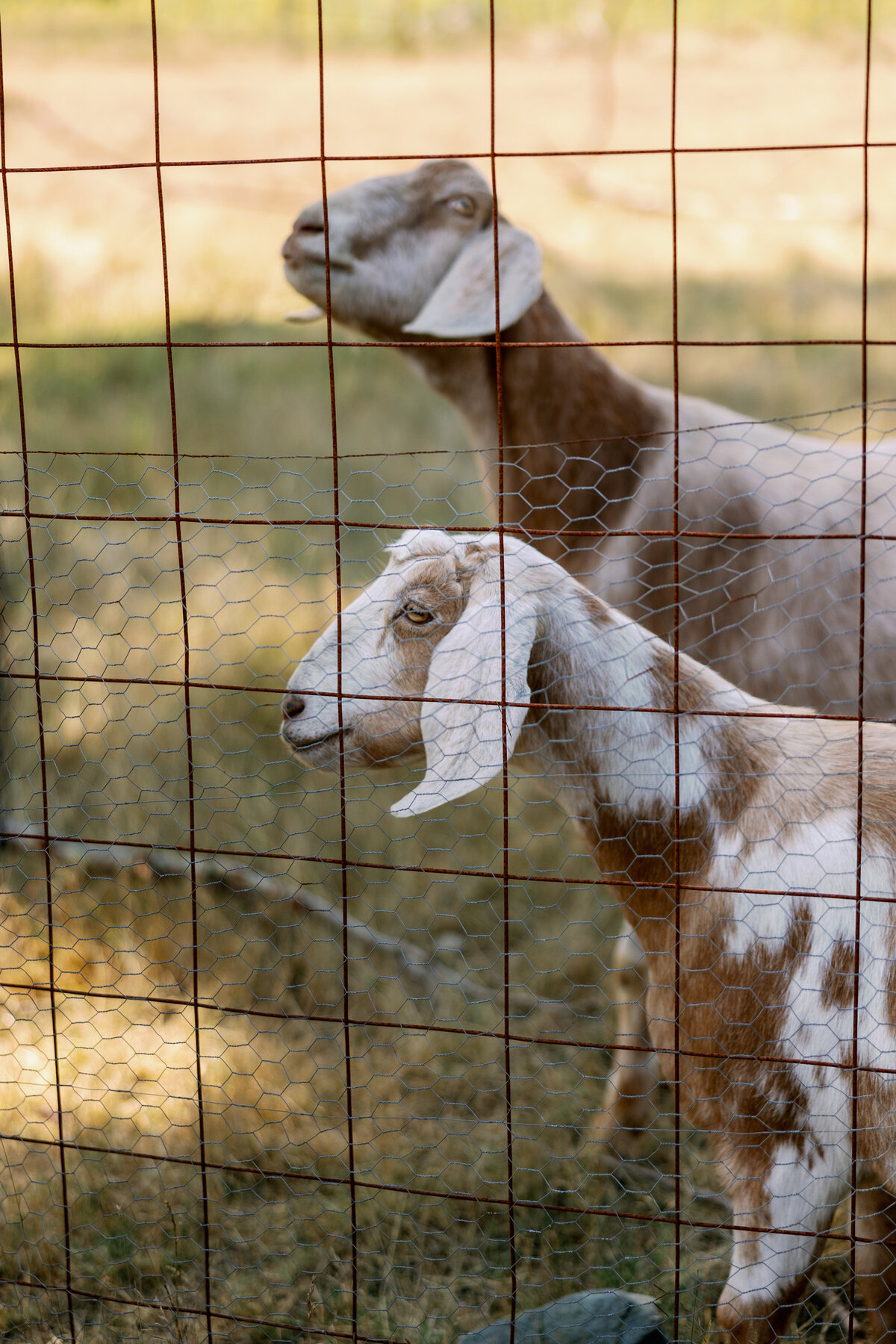 Saltwater Farm San Juan Island Wedding, goats