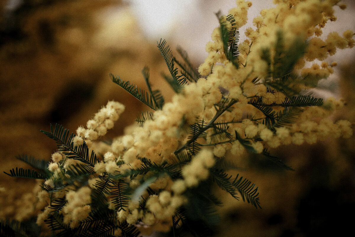 Branche de mimosas. Arrière plan brun avec effet de flou.