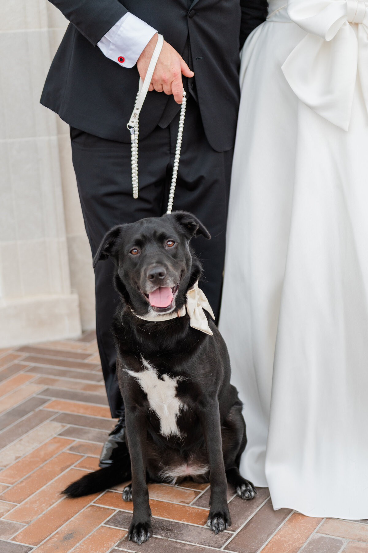 dog at wedding captured by lehigh valley photographer