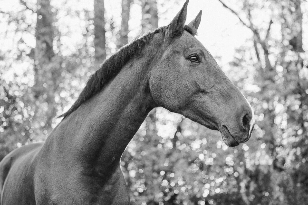 equestrian-photographer-saratoga-ny-152
