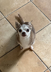 Small chihuahua dog looking up on tile floor Alex Kaplan New Jersey wedding photographer about page