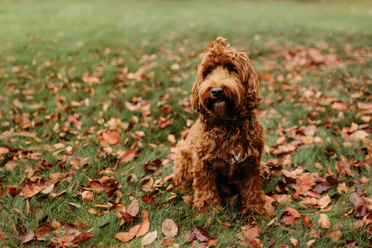 Australian-Labradoodle-Dog-Breeder-British-Columbia_(52)