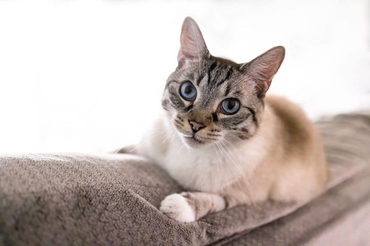 lilla-bordas-portraits-tampa-CAT-photographer1281