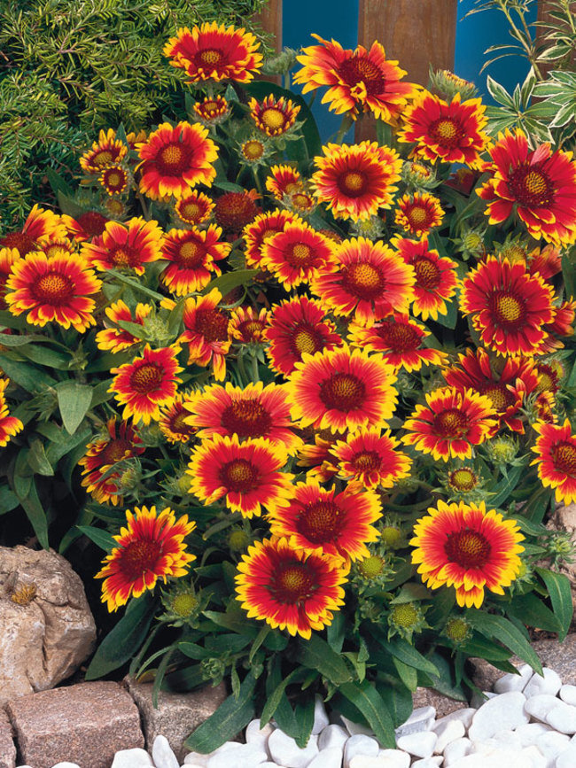 GAAS_0_Gaillardia_Arizona-Sun.1491331519