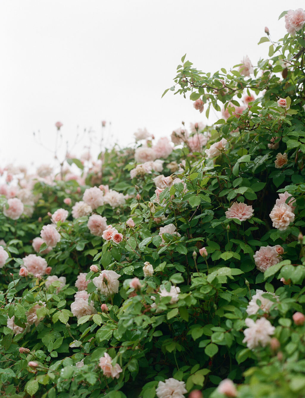 AnnaCalvin-Wed2025-811