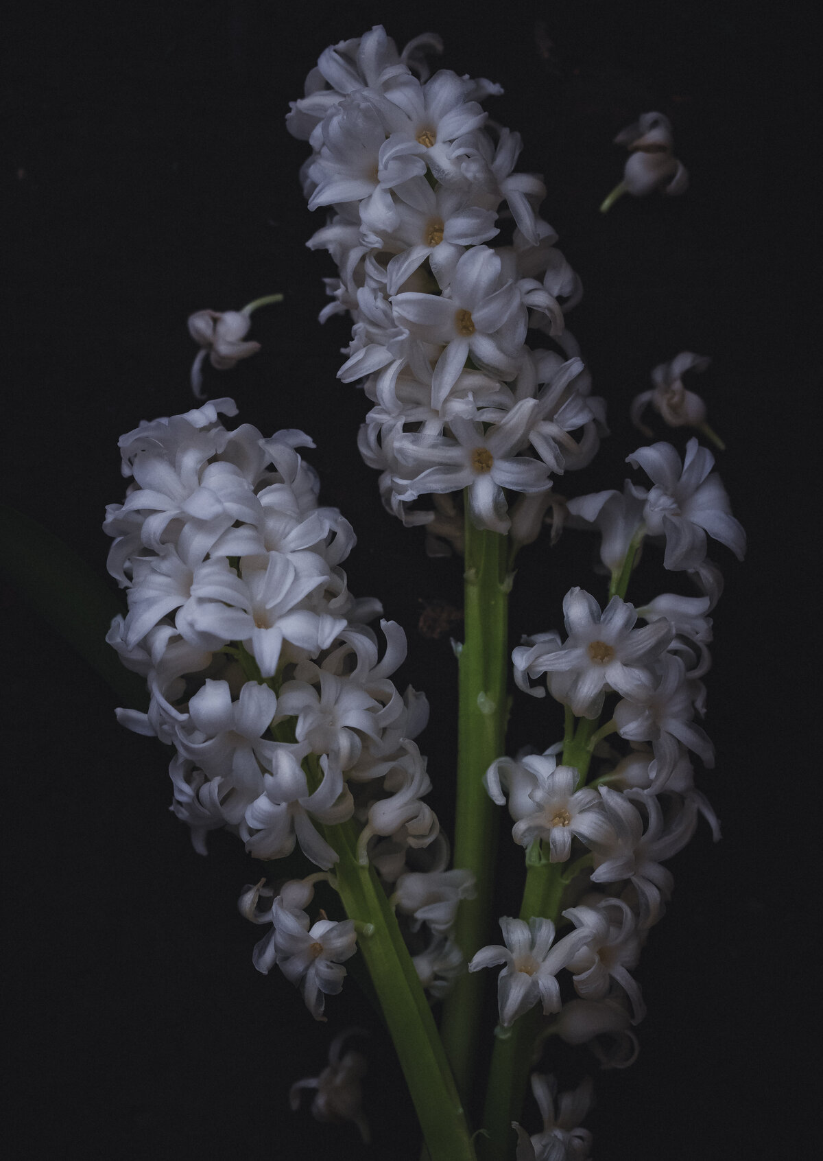 IBWT-2