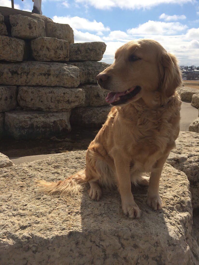 Appelgate-Golden-Retriever-Puppies-Molly-9