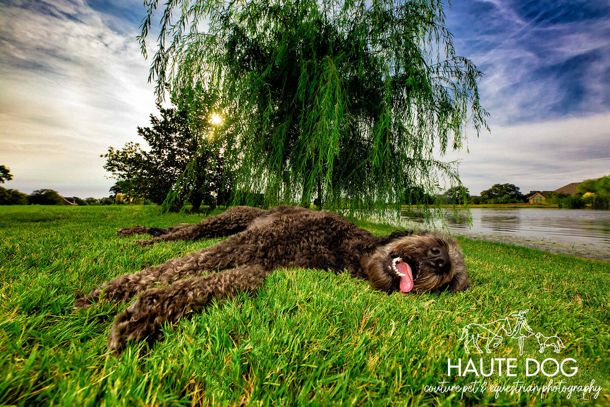 A black Doodle dog laying down in green grass, with its tongue hanging out and appearing tired after a photography session.