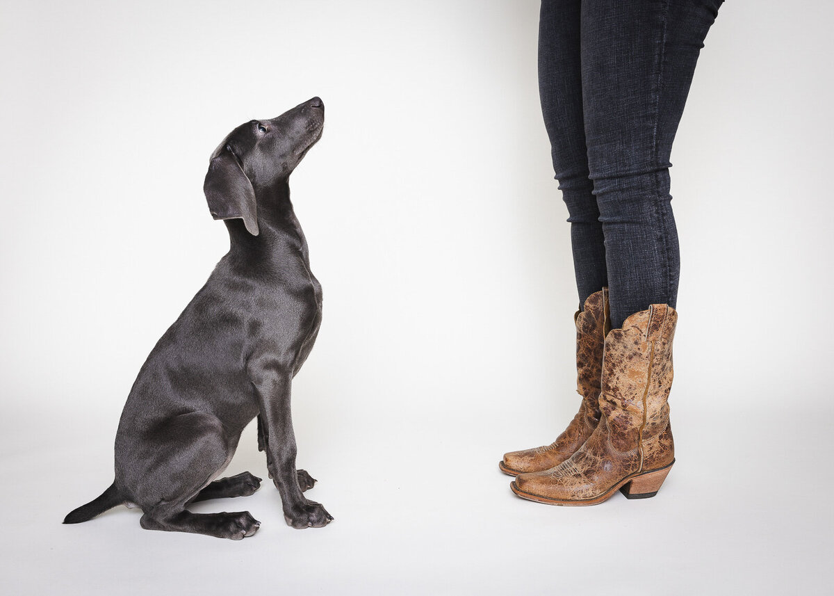 Kaori Stewart_Studio Dog Portrait_19
