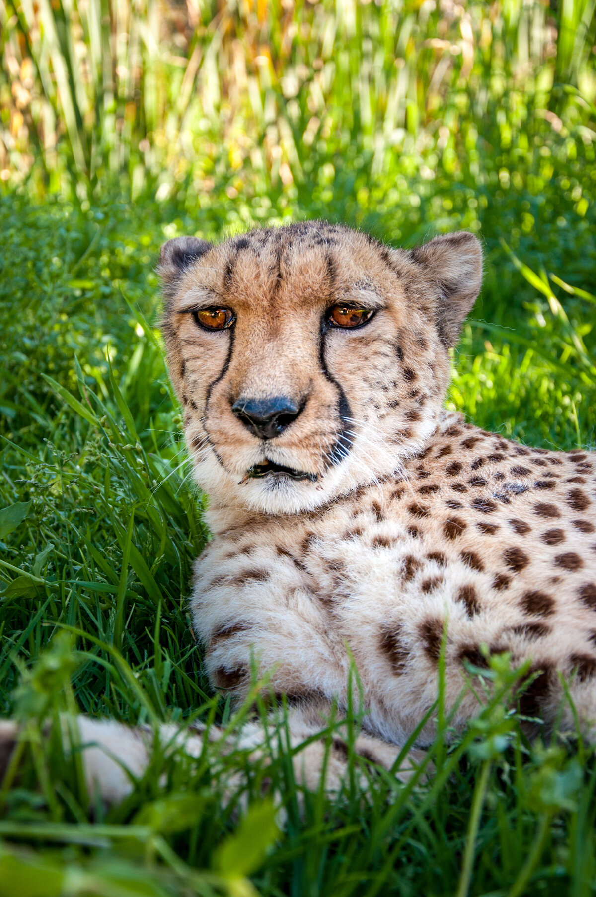 SA (616 of 1042)