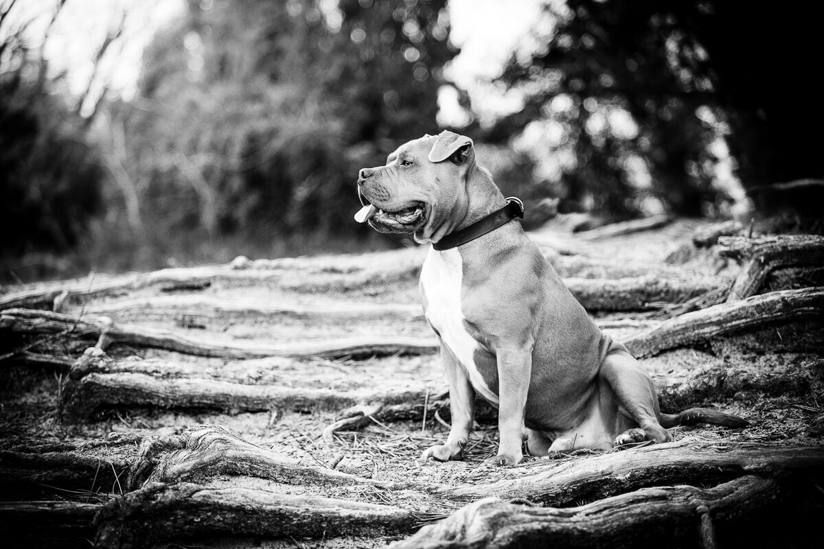 Paarden en honden fotografie Meppel-5