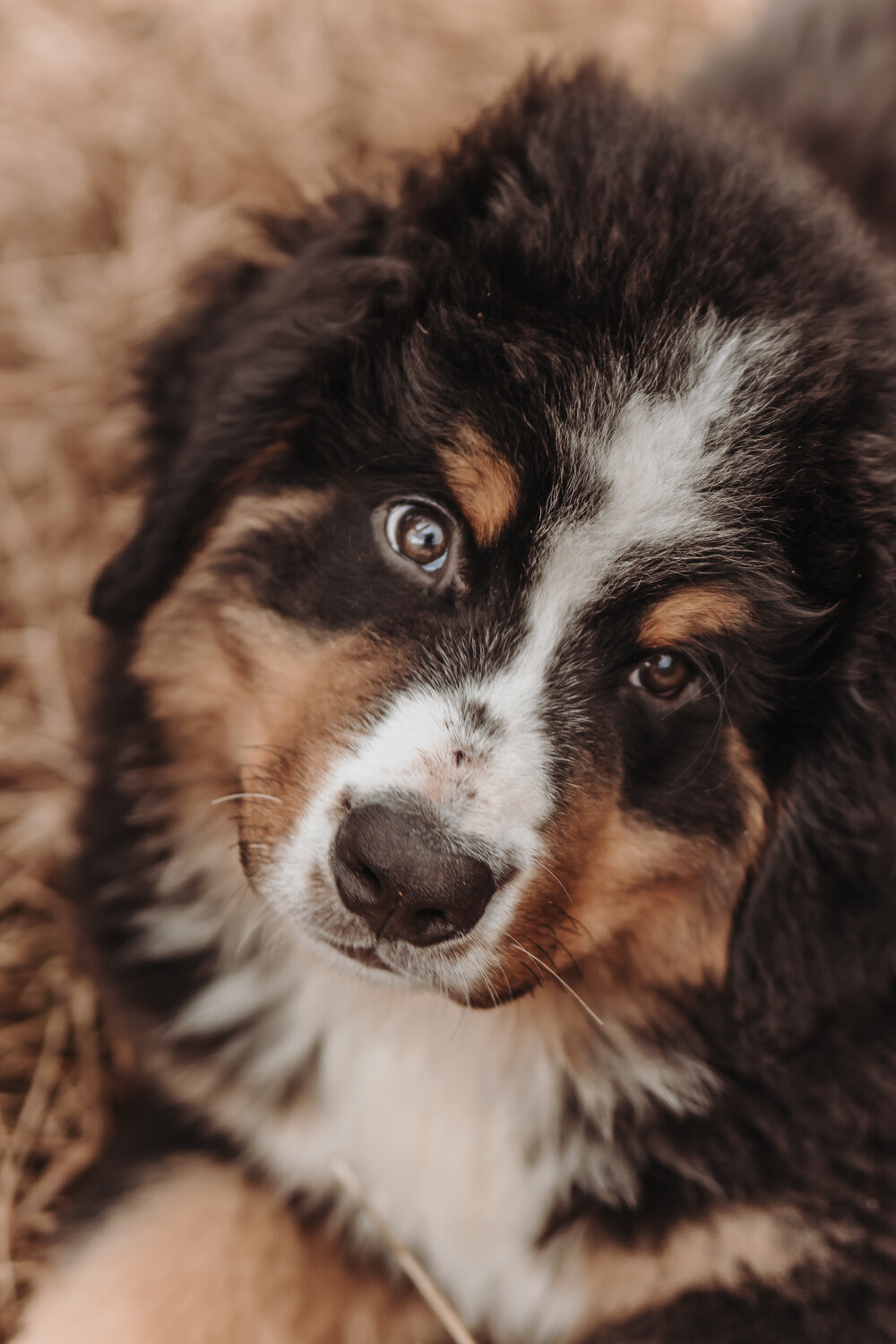 Puppy kijkt omhoog naar de camera