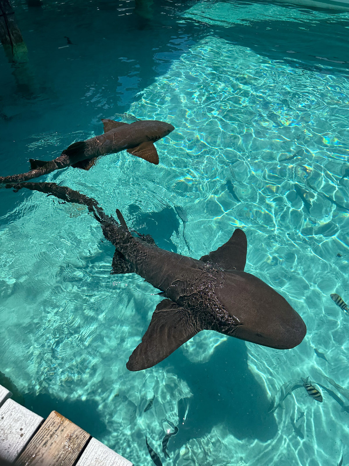 Aqua-Shores-Exuma-25