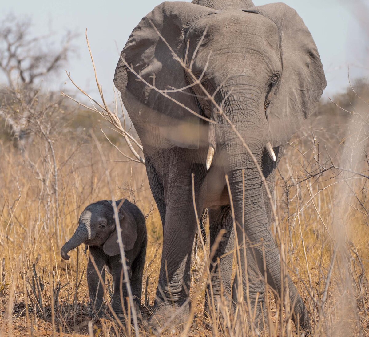 Elephants in Chobe National Park Safari_By Stephanie Vermillion
