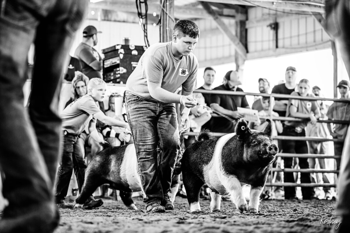 boy driving hog during show