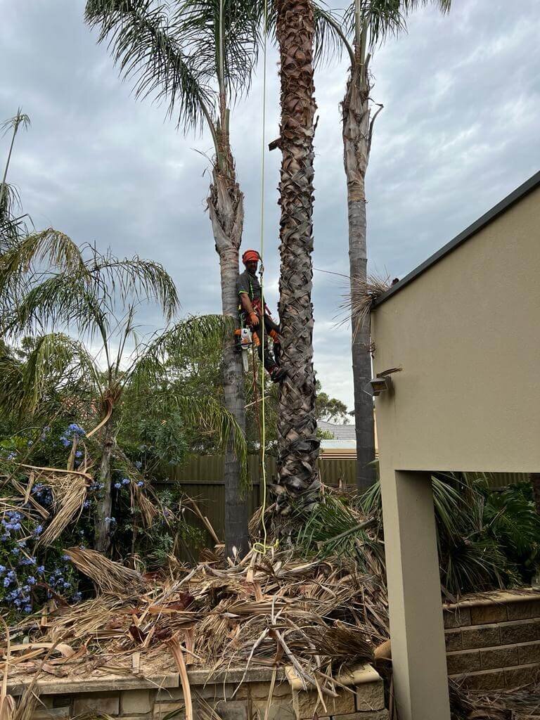 Evergreen Tree Services SA-Palm Trimming 002