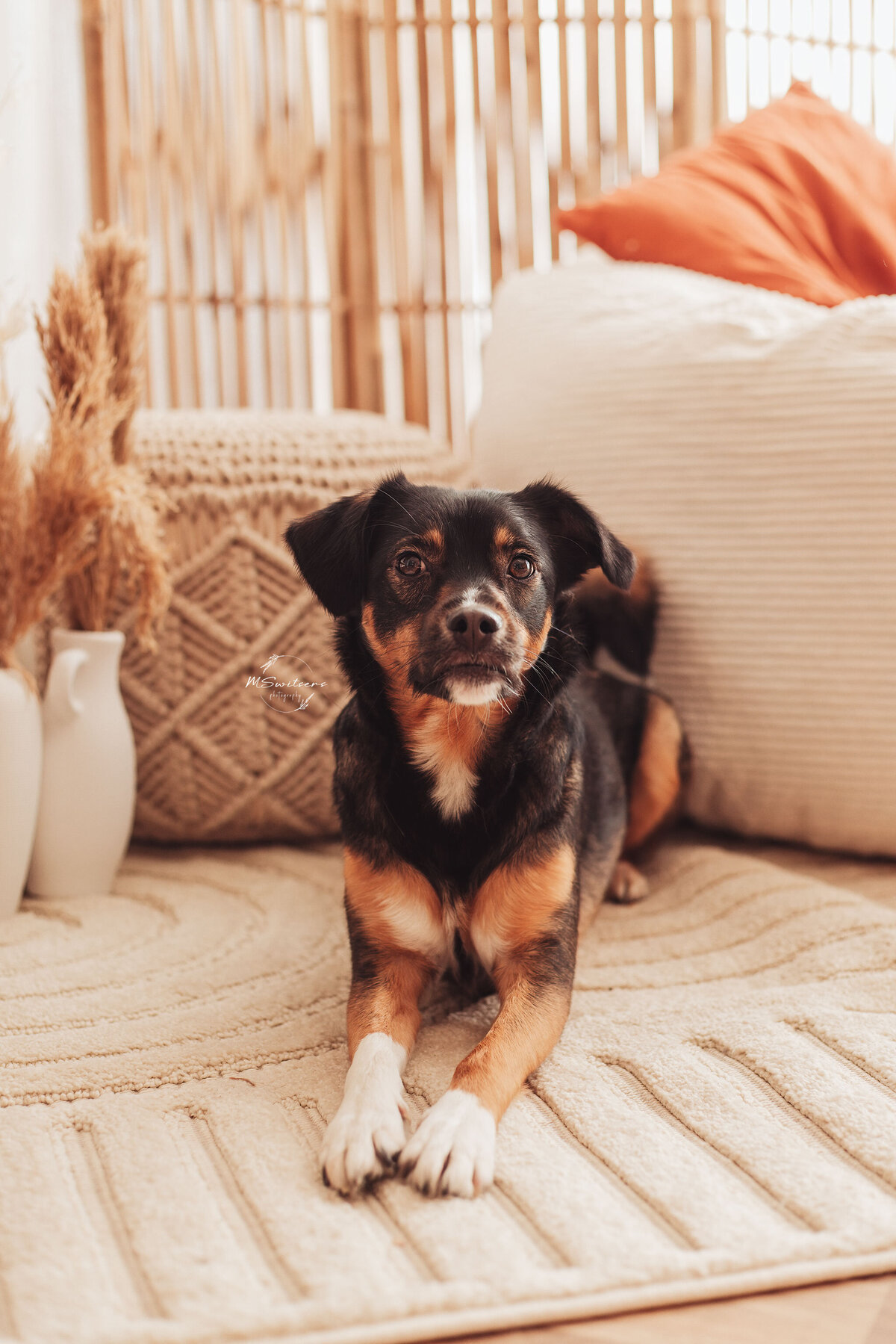 Hond in daglichtstudio naast droogbloemen en een boho decoratie 