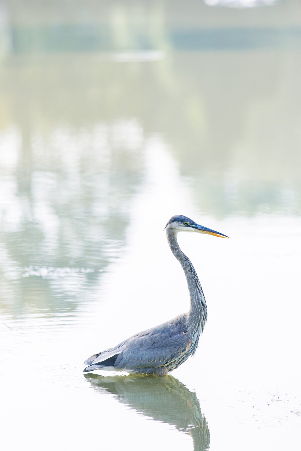 Blue heron at Larz Anderson Park