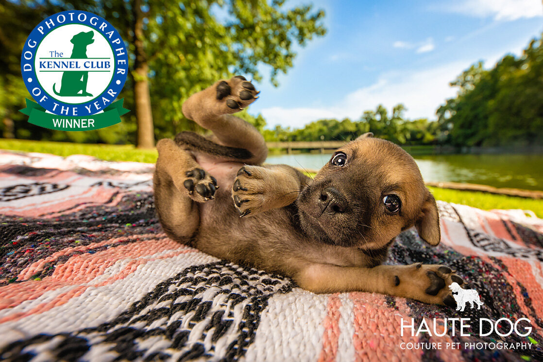 Brown doodle puppy happily rolls on its back on a pink blanket at a Dallas park.