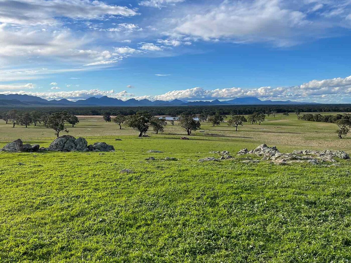 Family farm merino