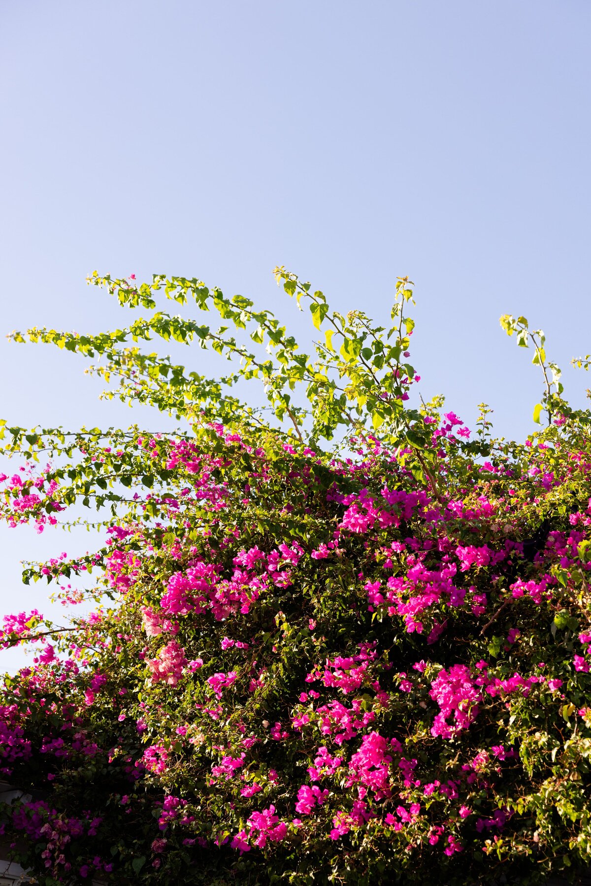 WeddingAthens00033