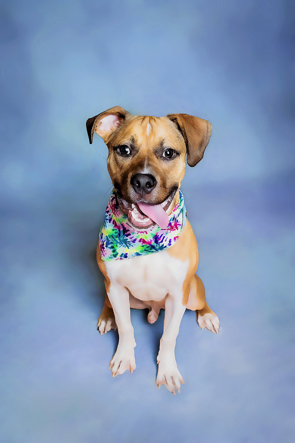 New Orleans Pet Photographer 83