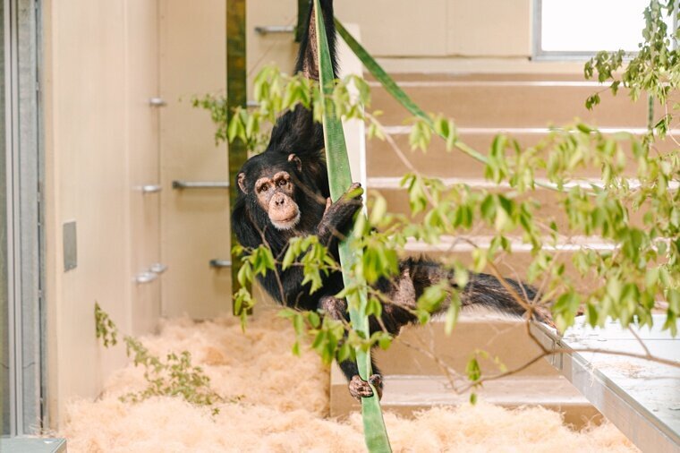 Chimps-4