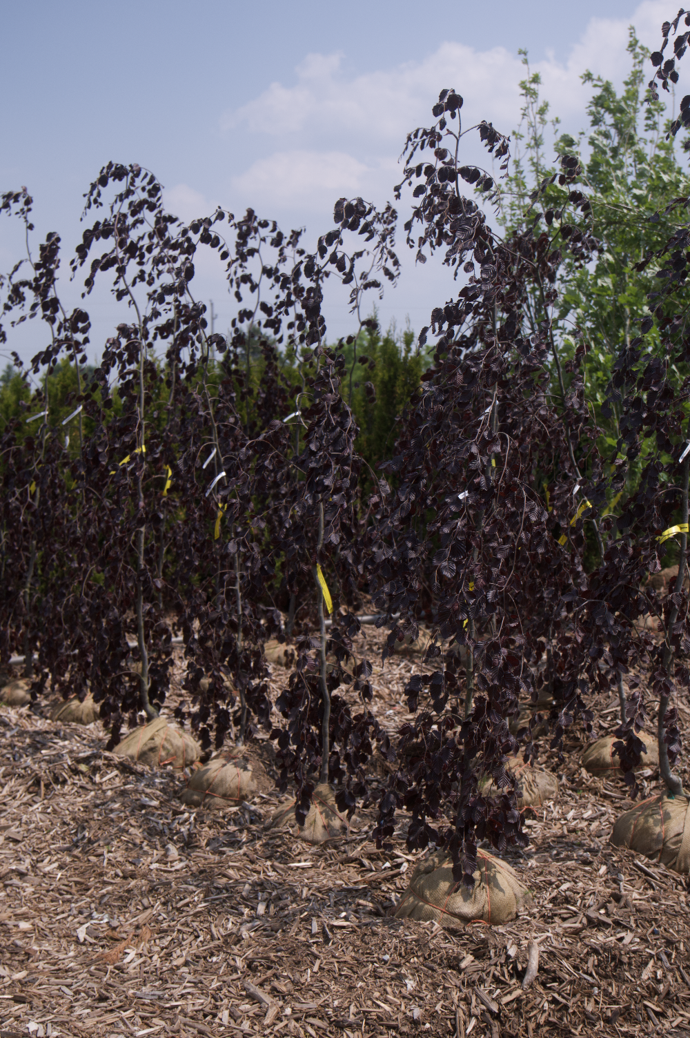 Screenshot 2025-07-21 at 10.56.49 AM