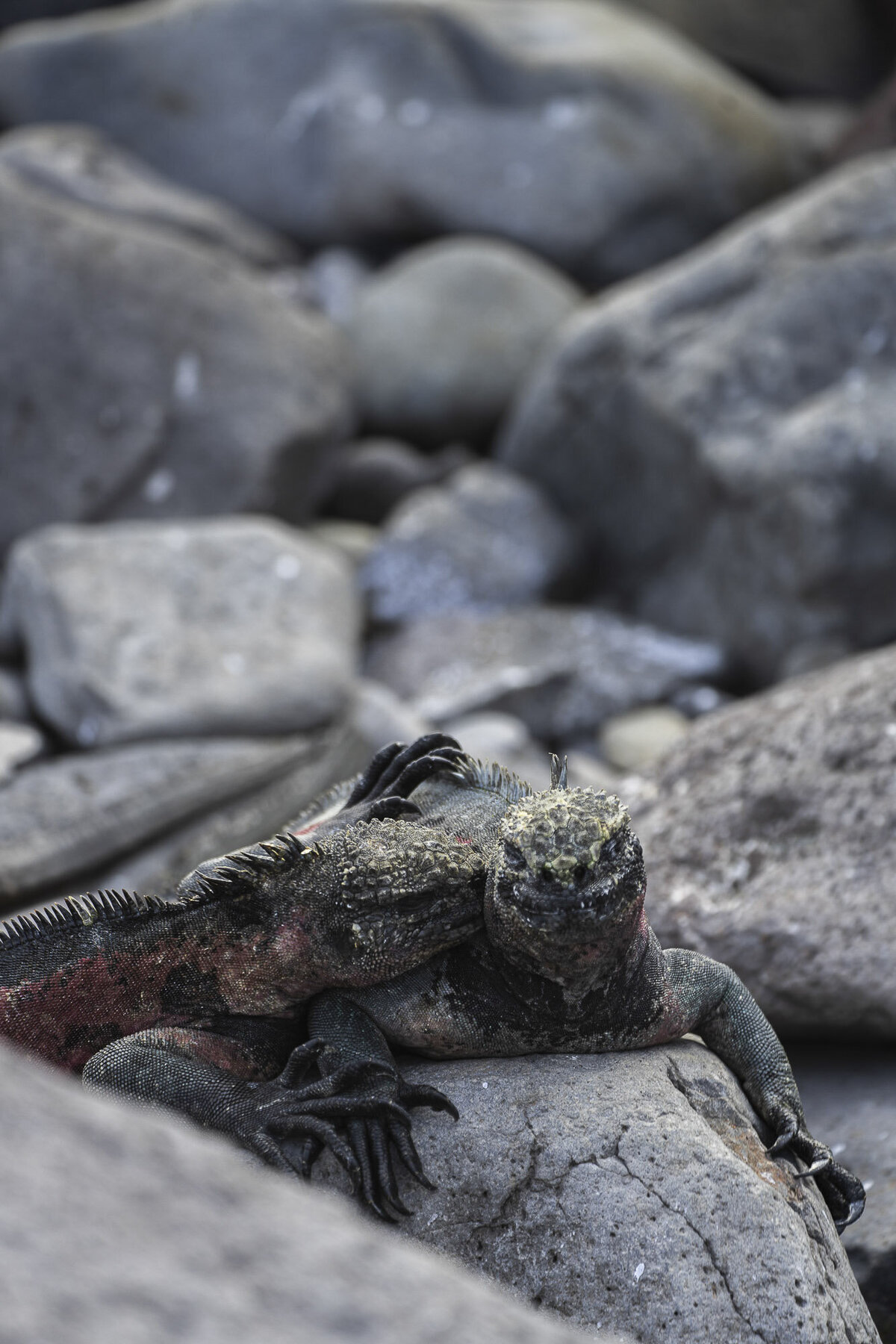 Galapagos Islands Wildlife Photography_By Stephanie Vermillion