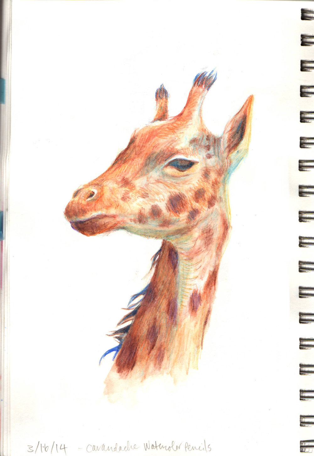SakiTanaka_sketch_giraffe