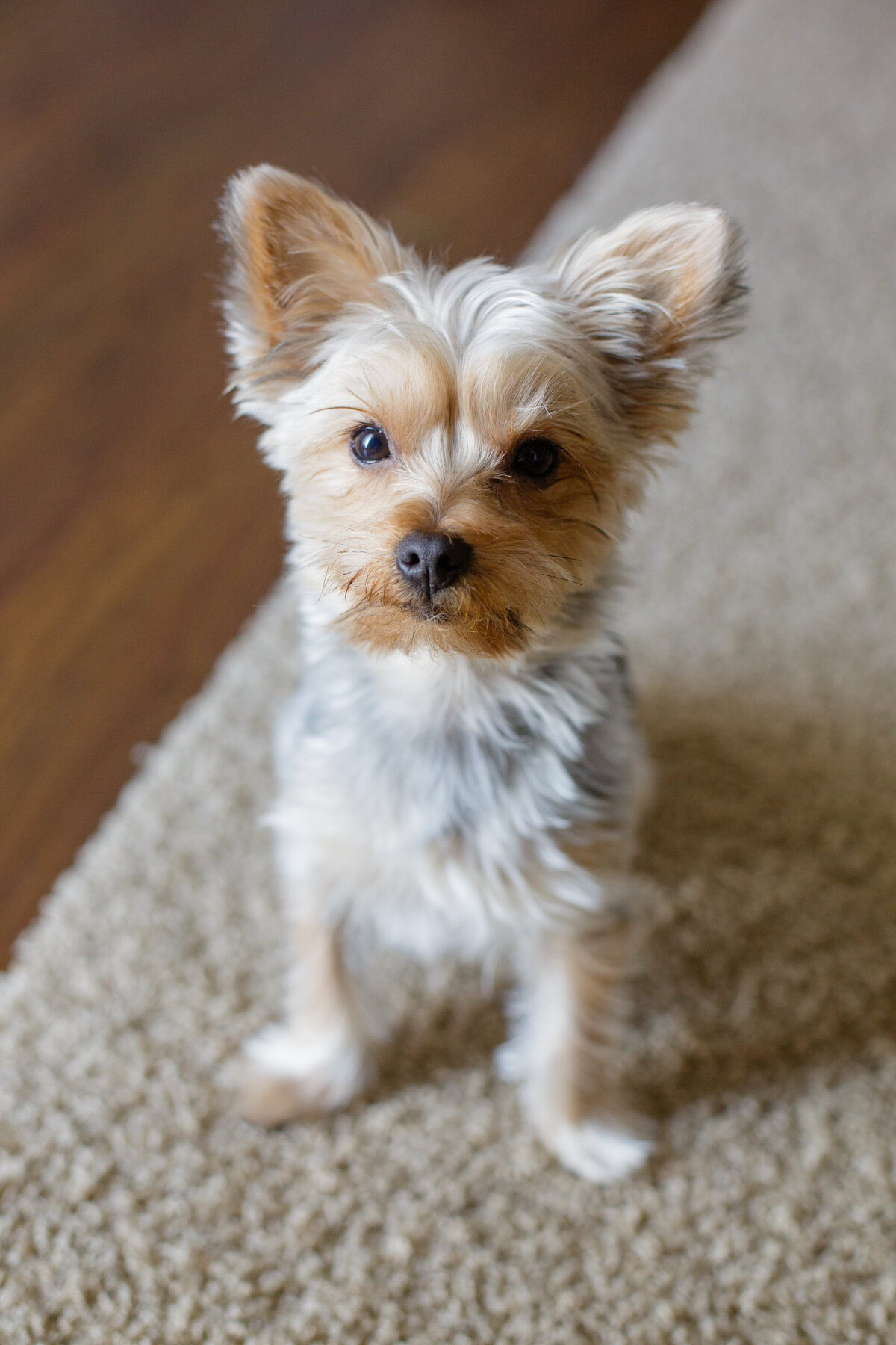 puppies-1