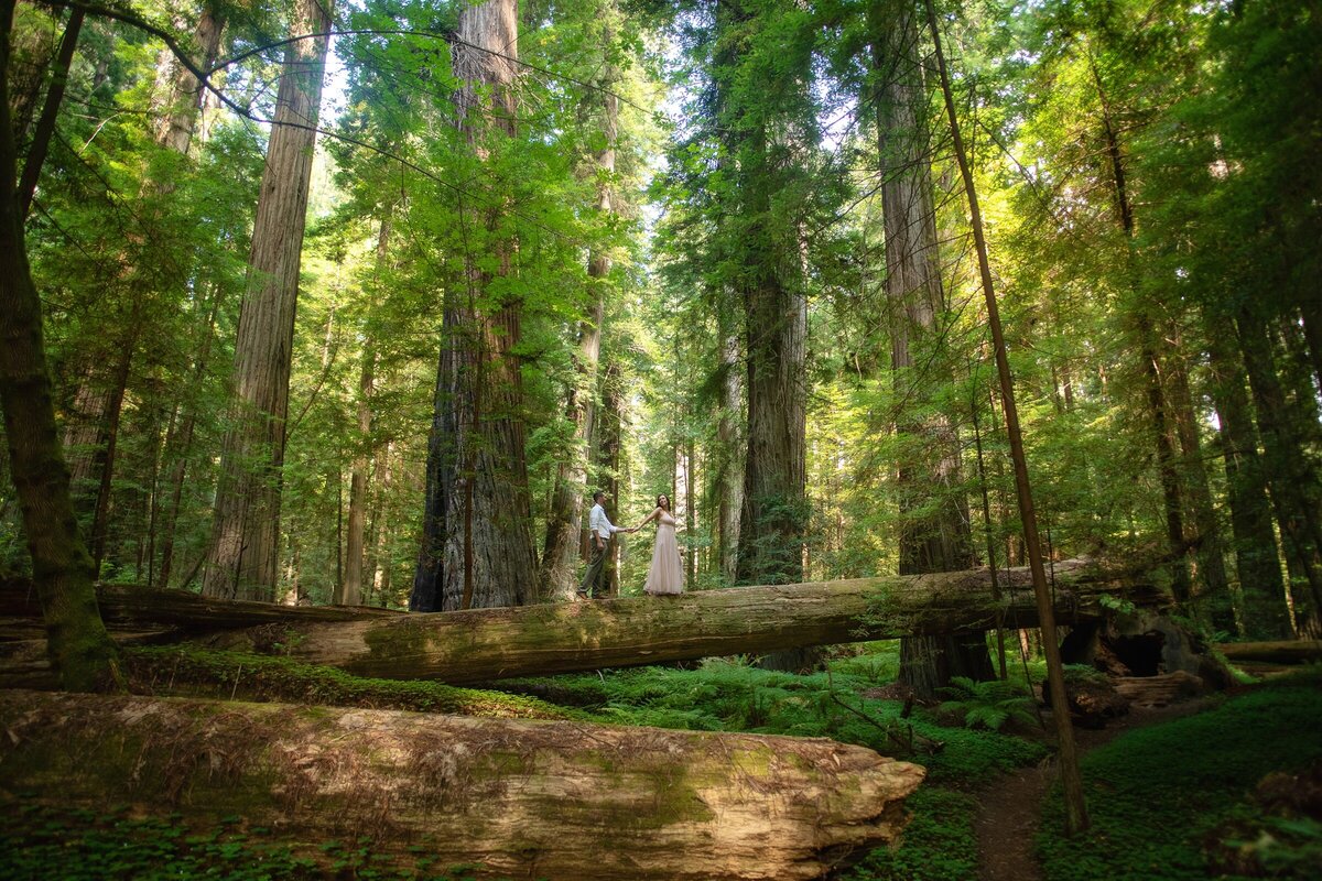 Engagement-Photographer-Avenue of the giants-redwoodsHumboldt-County-romantic-redwoods-elopement-Humboldt-redwoods_0150