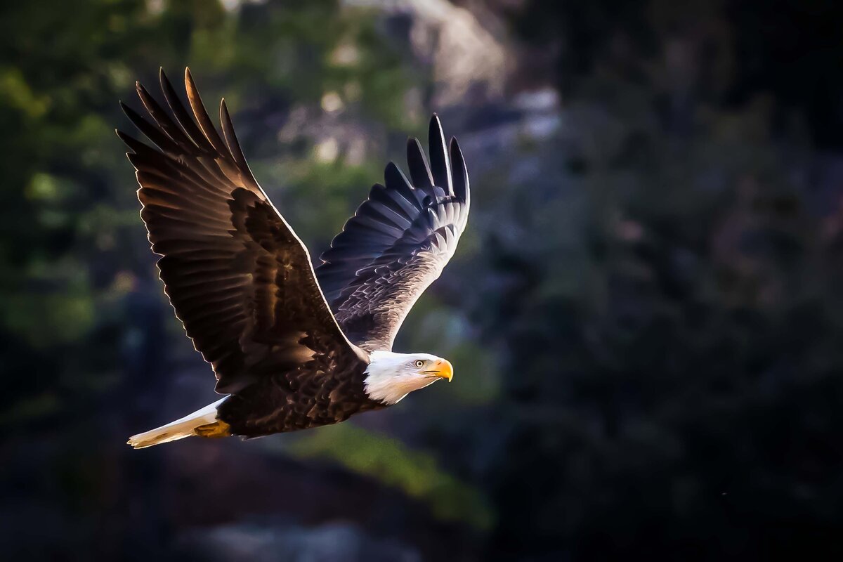 KRawlings_wildlife_eagle