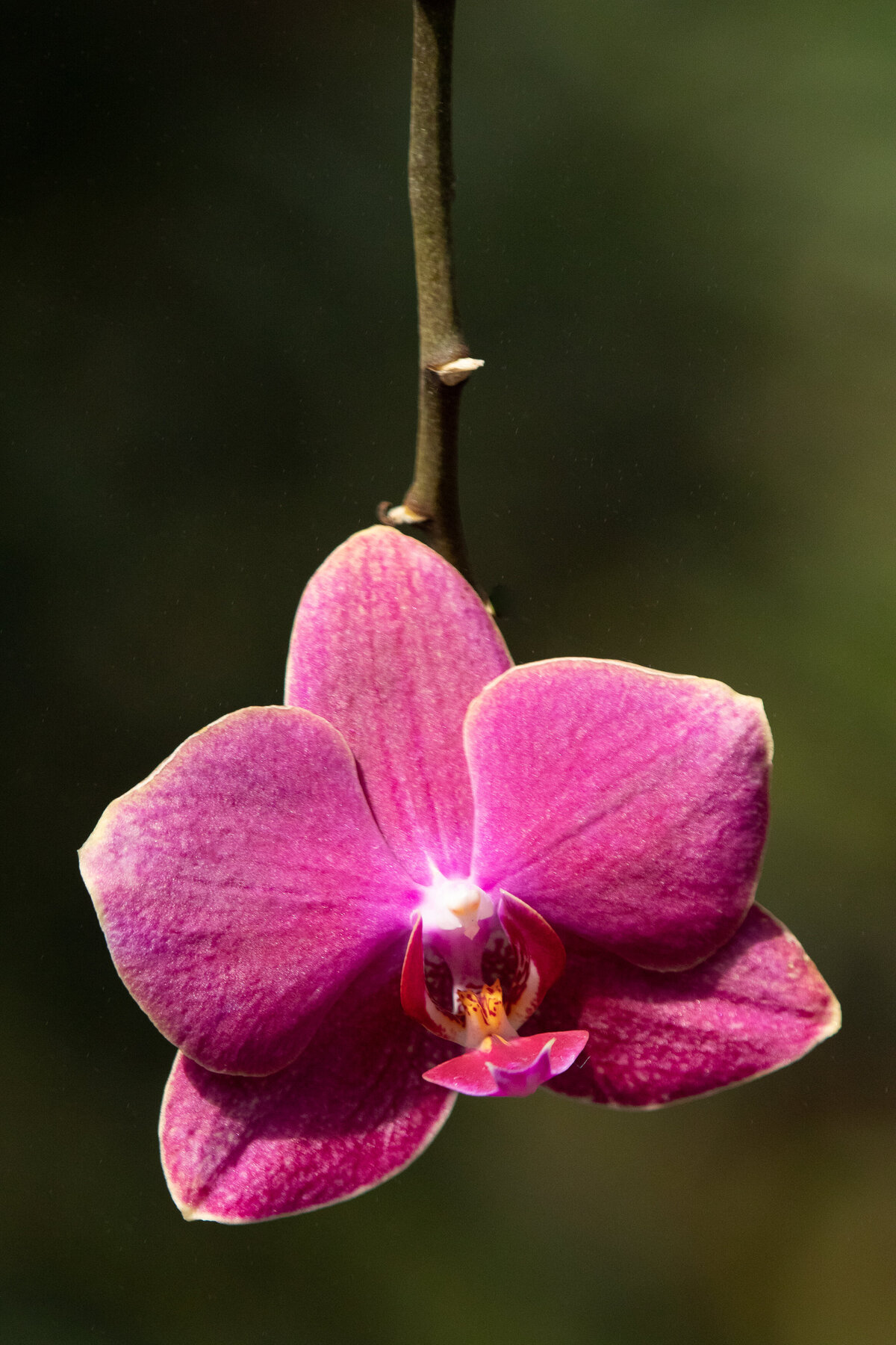 orchid_pink_2363