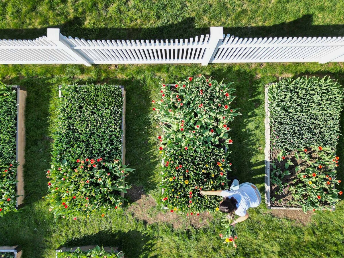 Blooms-Of-Lost-Acres-at-home-garden-drone