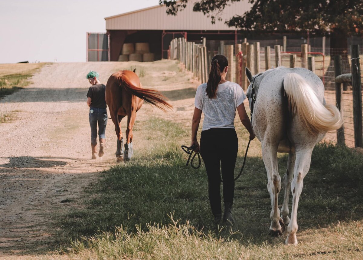 EQUINE1