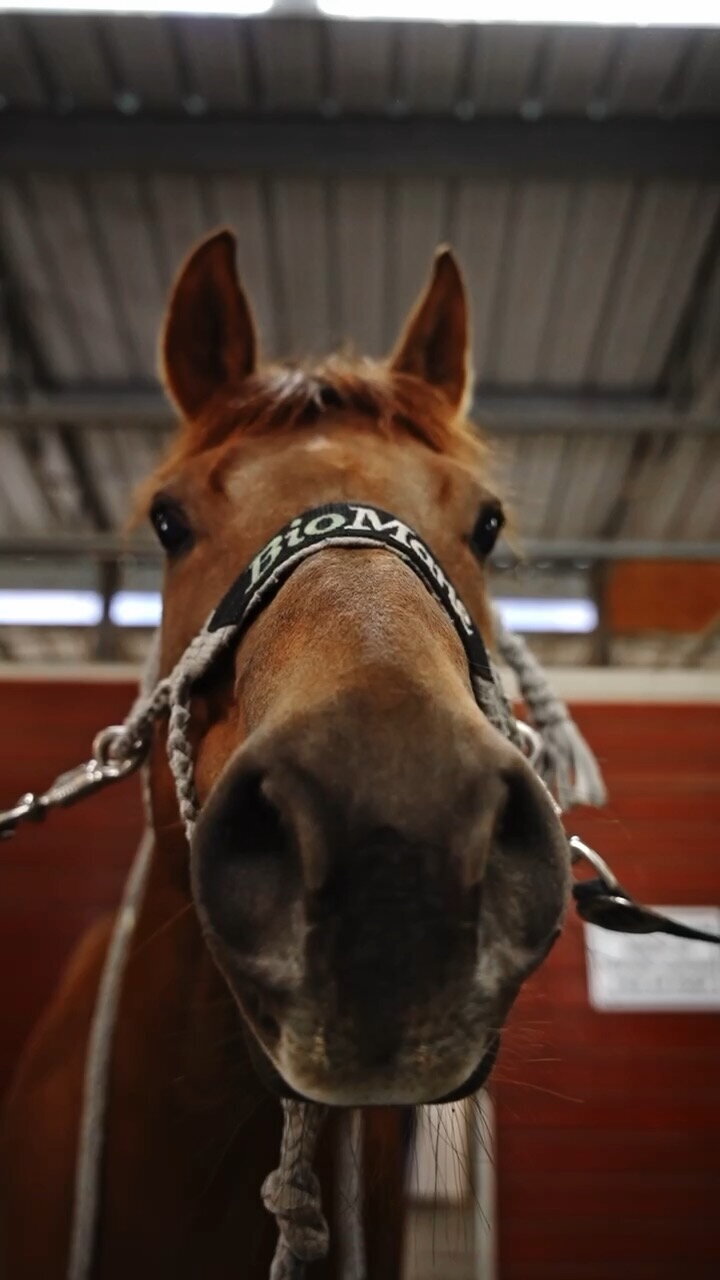 A chestnut hors extends his nose toward the camera while he is on cross-ties, he is a wearing a Bio Mane halter