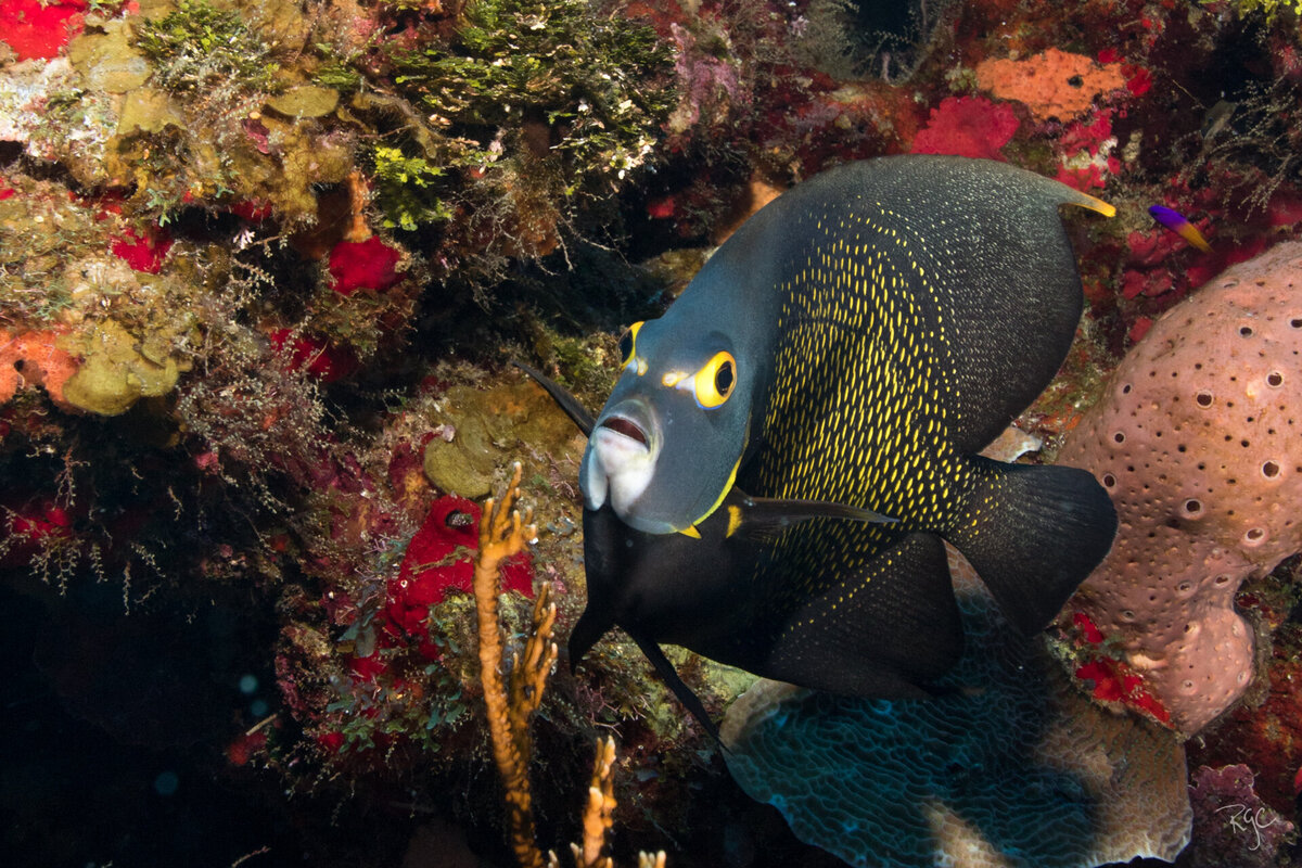 RGEORGE_2019_Roatan2019_5B9A9908_0137