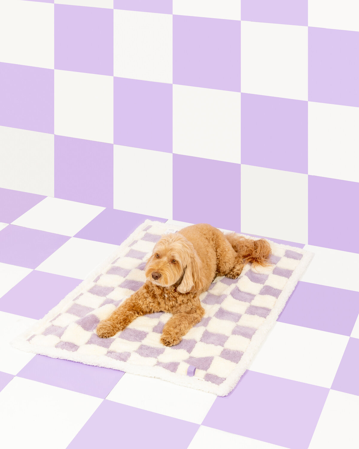 Paws & Prints_-4