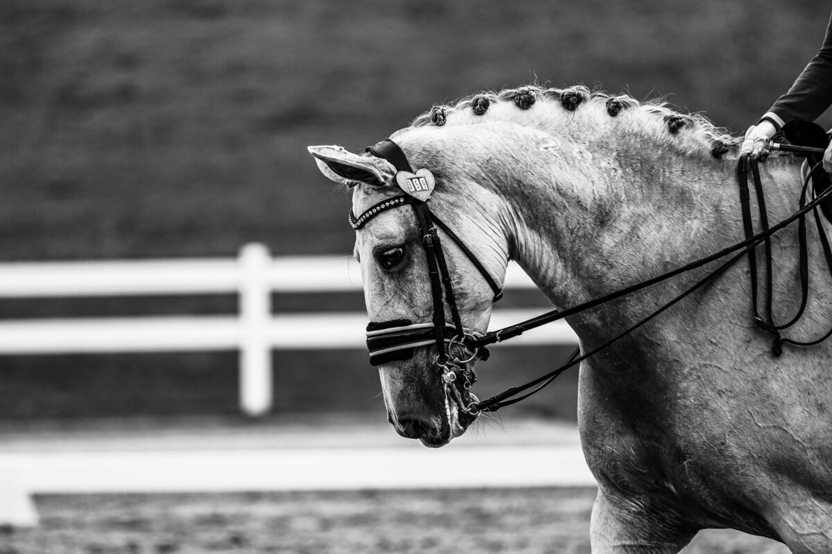 A headshot of a grey dressage horse in black and white during a dressage competition at the Georgia International Horse Park in Conyers, Georgia.
