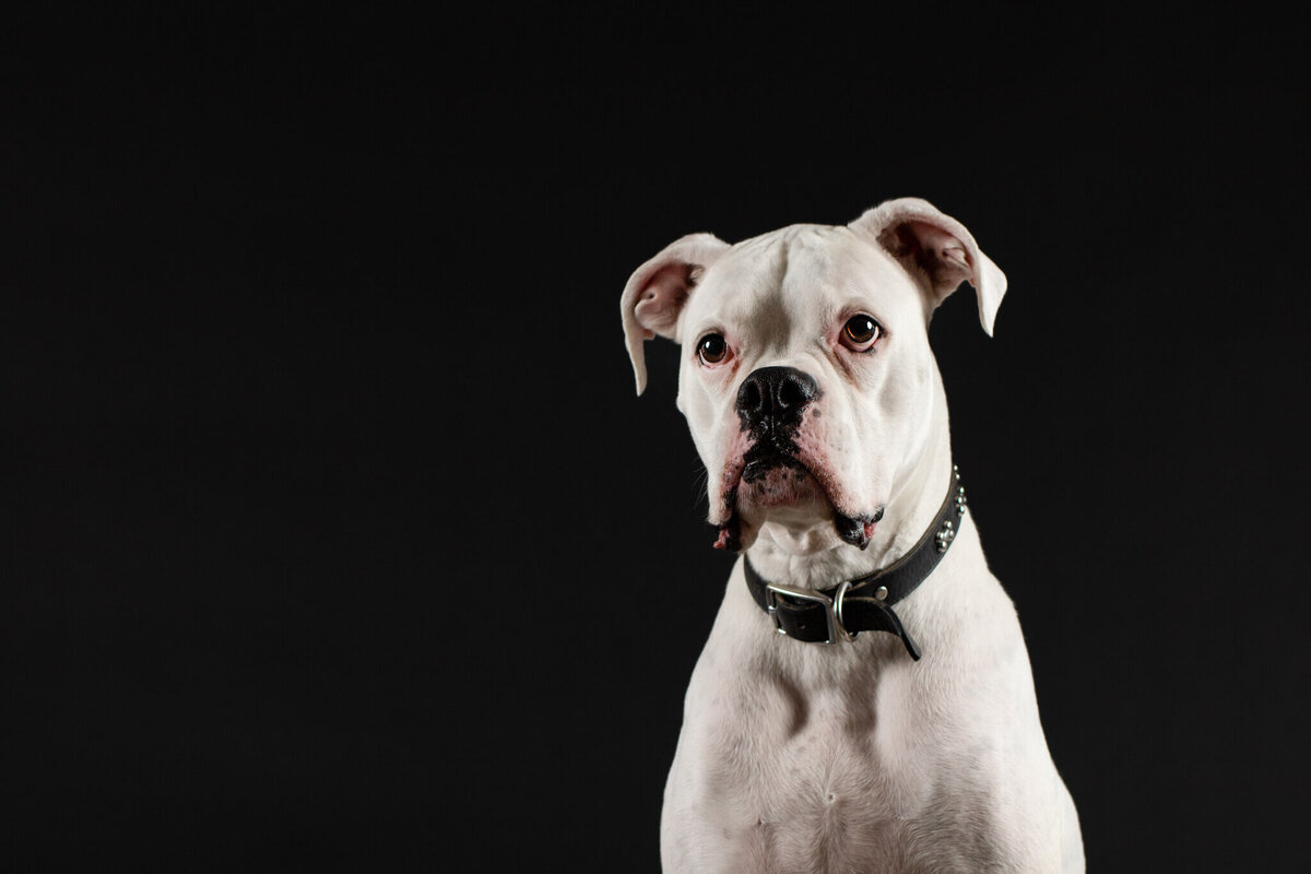White Boxer dog  posing  on a black backdrop