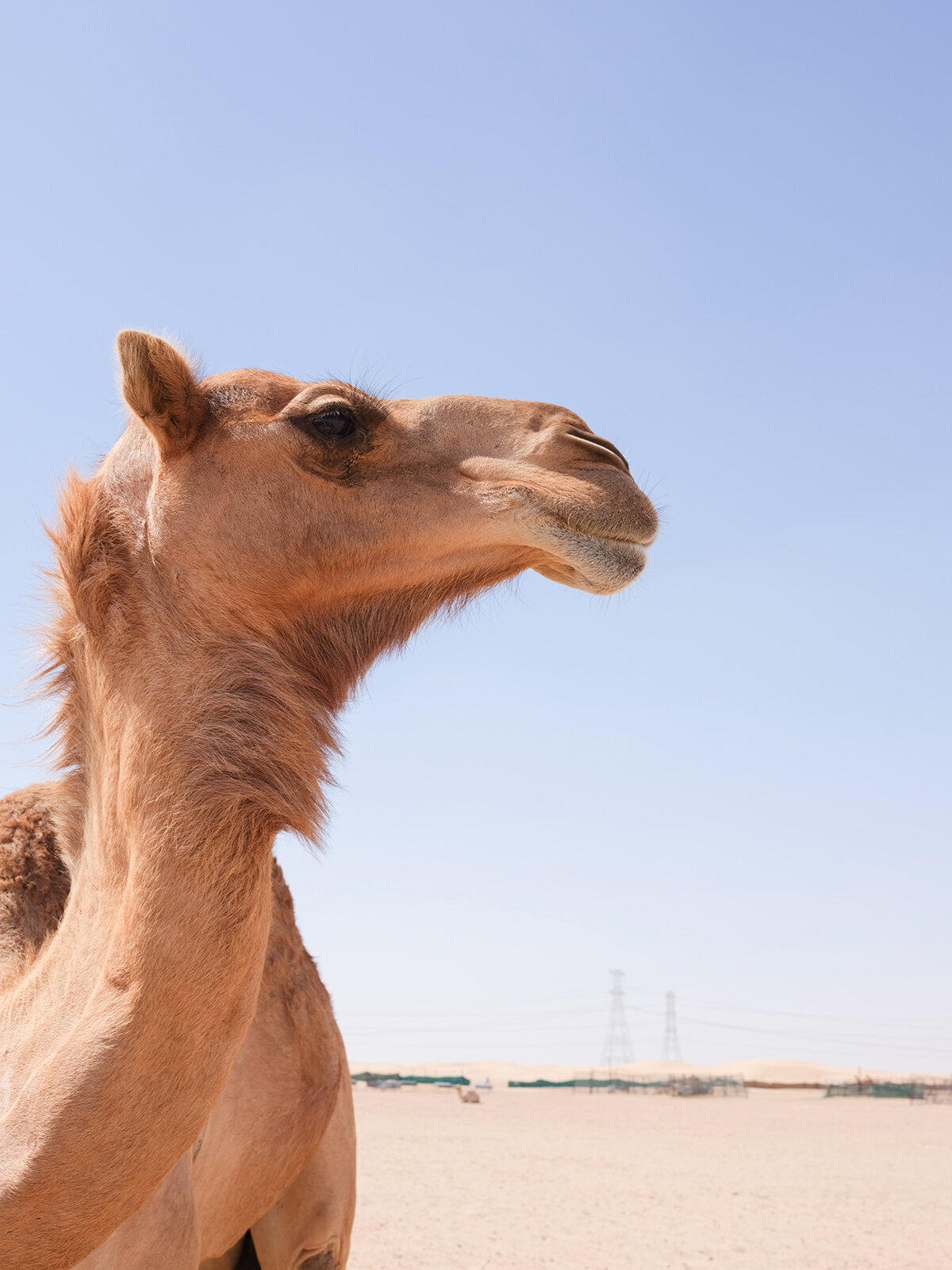 Michelle Norwood Living - Luxury Travel Inspiration - Dubai - elisabricker-5285