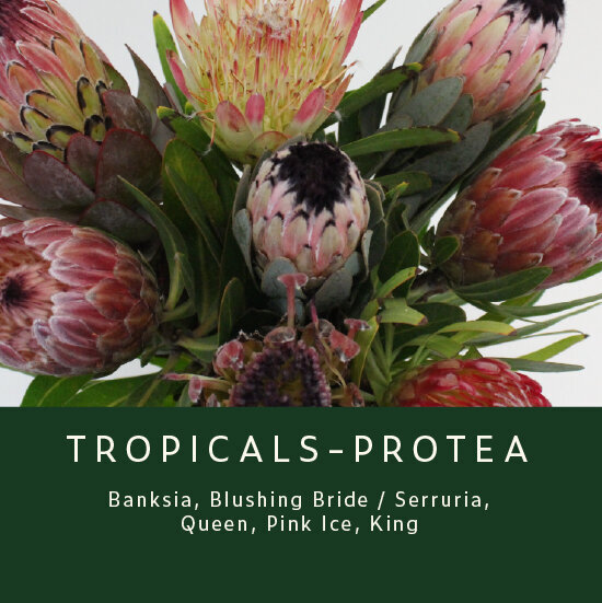 Tropicals-Protea