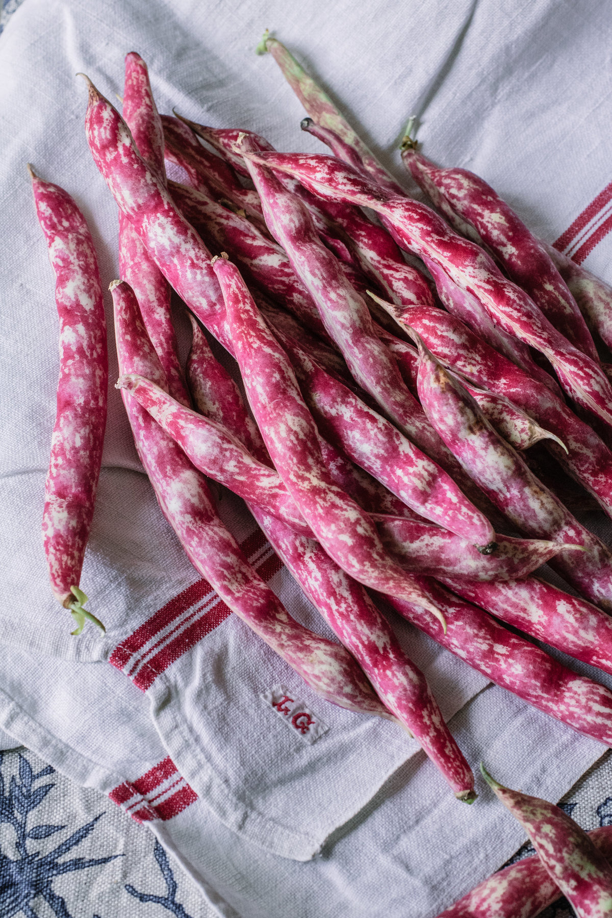 Borlotti beans Sara Silm Chateau Montfont-4