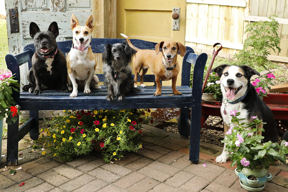 Dogs01