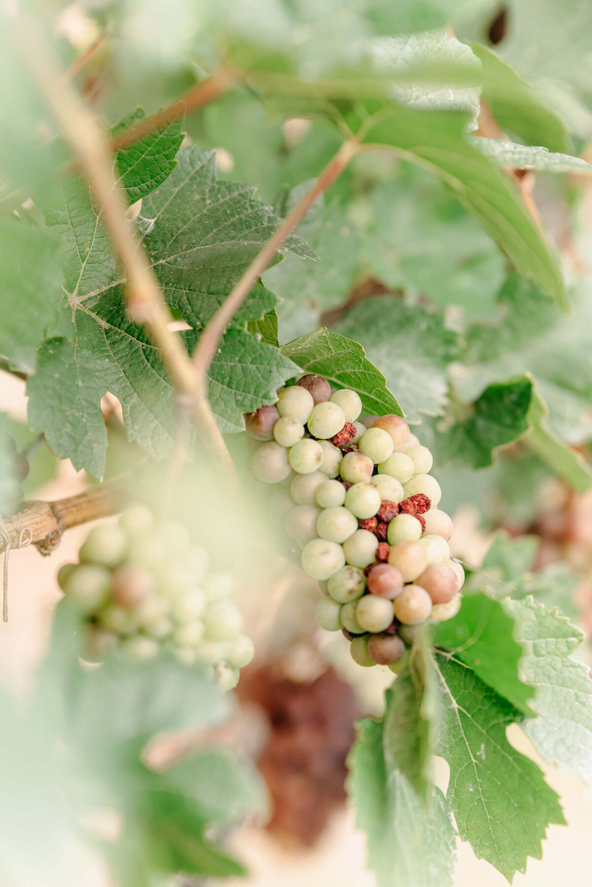 Kelowna-wedding-photographer (64)