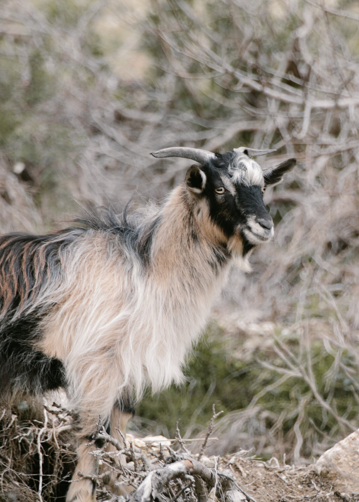Mountain Goat, Kefalonia Greece