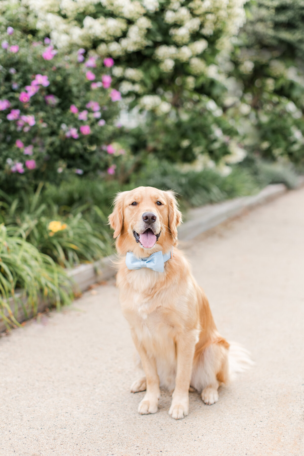 Boston-dogs-photography
