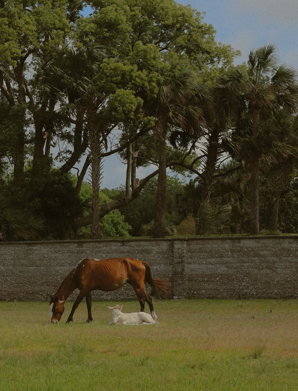 A brown horse and its white foal can be seen in a field with a stone wall in the background. The foal is laying down while the adult can be seen grazing.