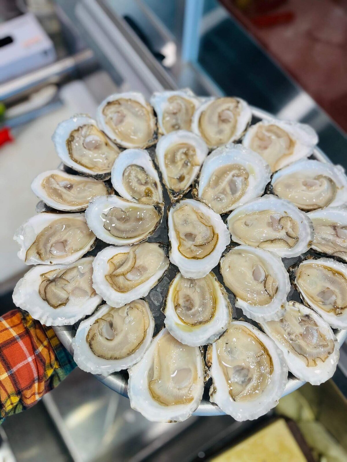 Oyster Tray _ half shelled